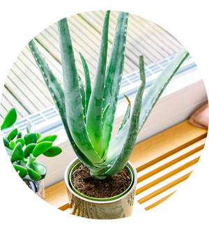 Aloe vera
