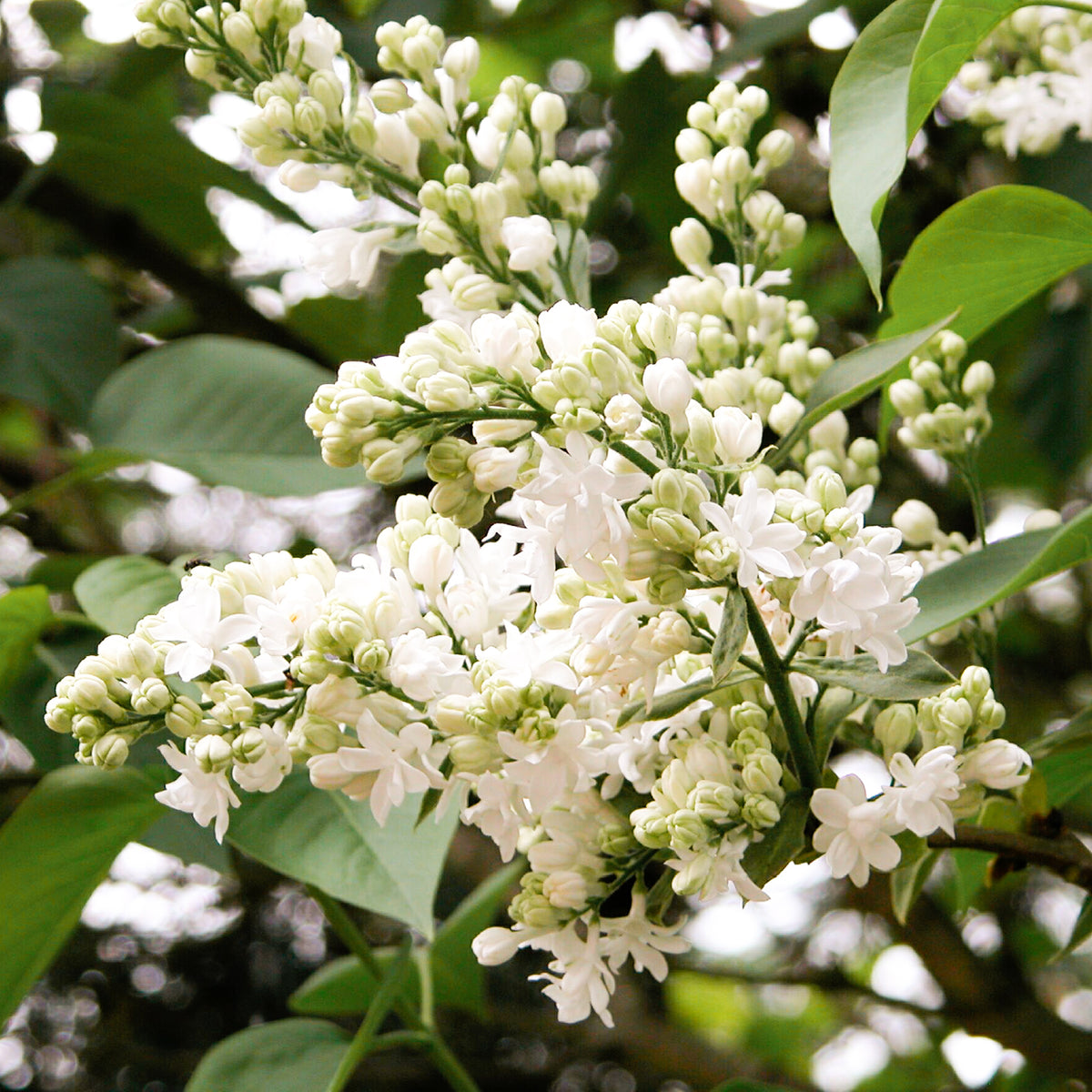 Blüte des Edelflieders 'Madame Lemoine'