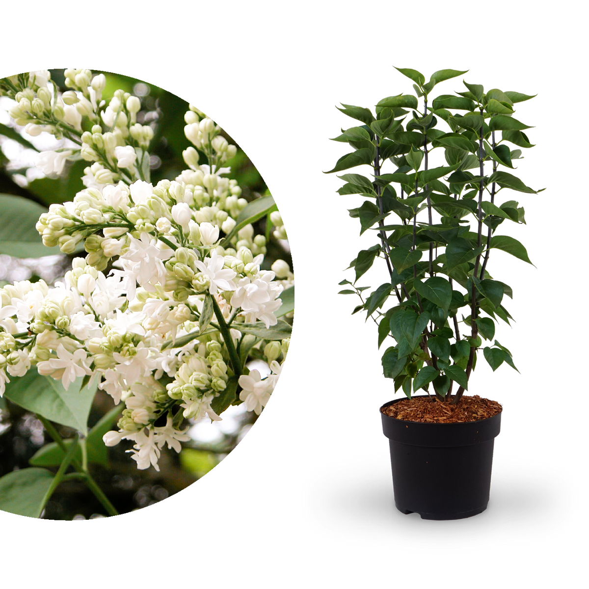 Edelflieder 'Madame Lemoine'