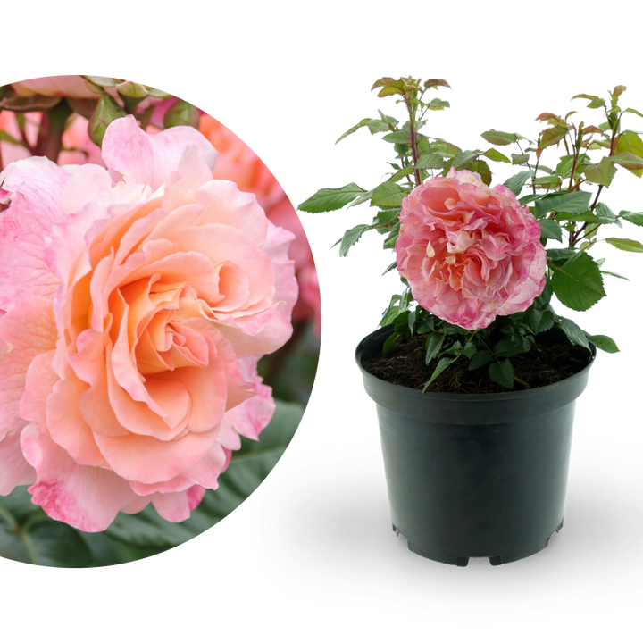 Edelrose 'Augusta Luise'® Pfirsich