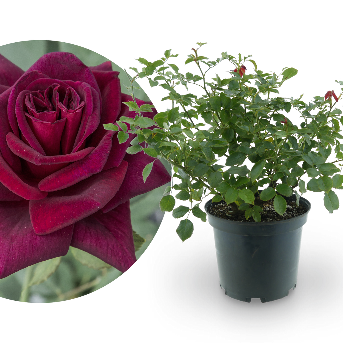 Edelrose 'Black Parfumella'® Dunkel-Purpurrot