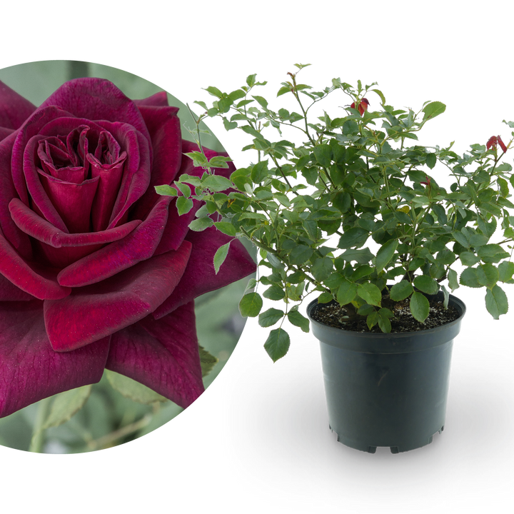 Edelrose 'Black Parfumella'® Dunkel-Purpurrot