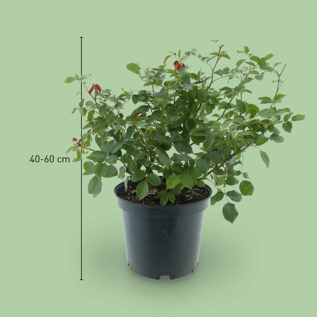 Größe der Edelrose 'Black Parfumella'®