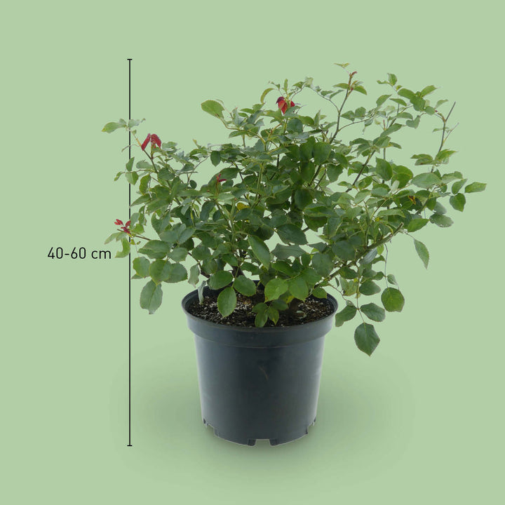 Größe der Edelrose 'Black Parfumella'®