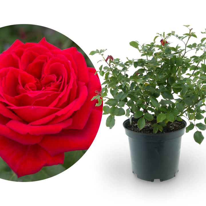 Edelrose 'Duftfestival'® Rot