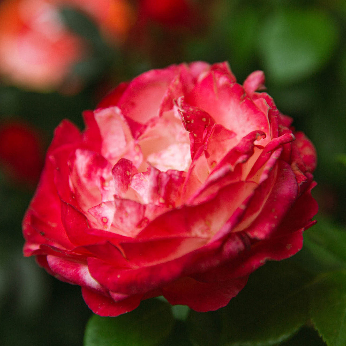 Blüte der Edelrose 'Nostalgie'®