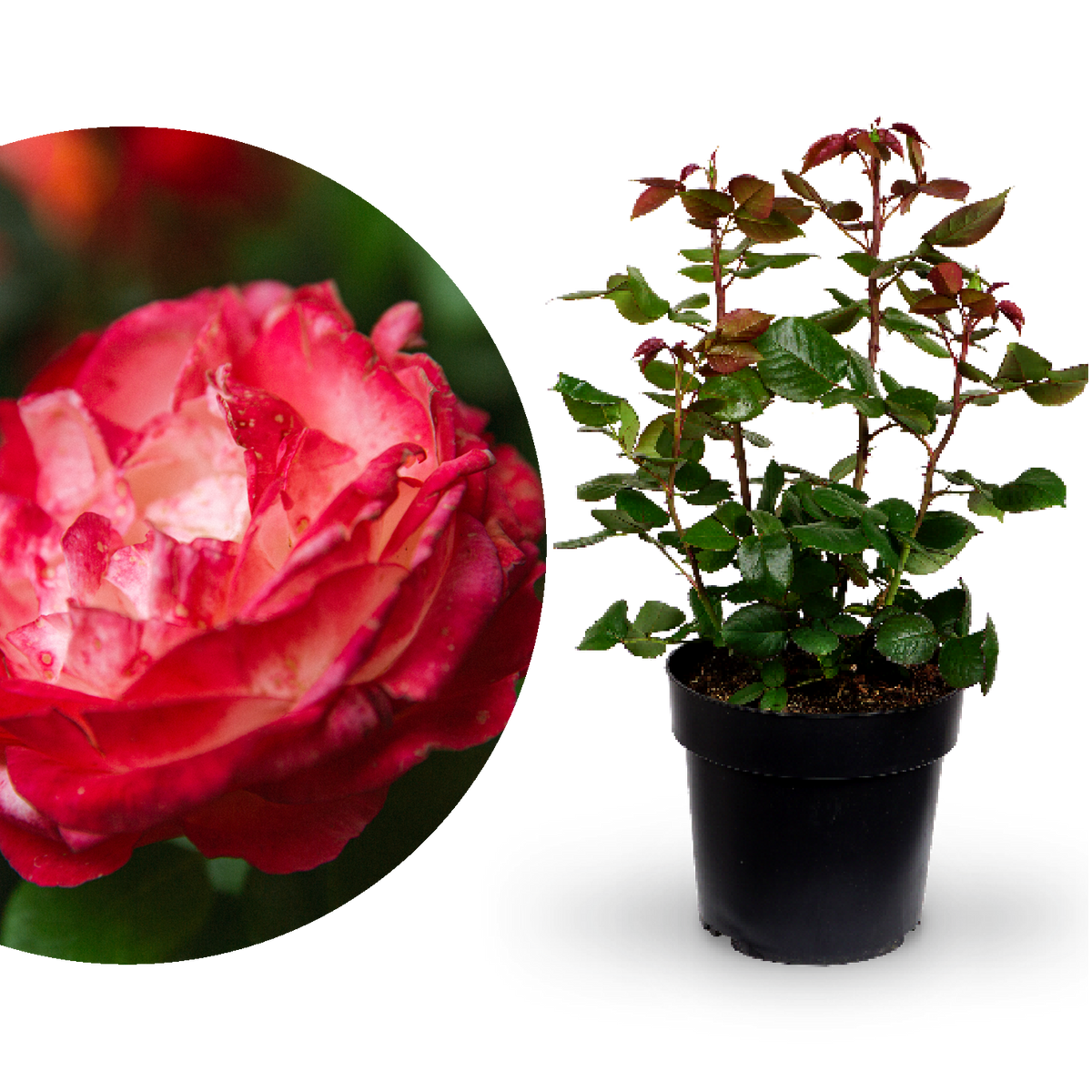 Edelrose 'Nostalgie'®