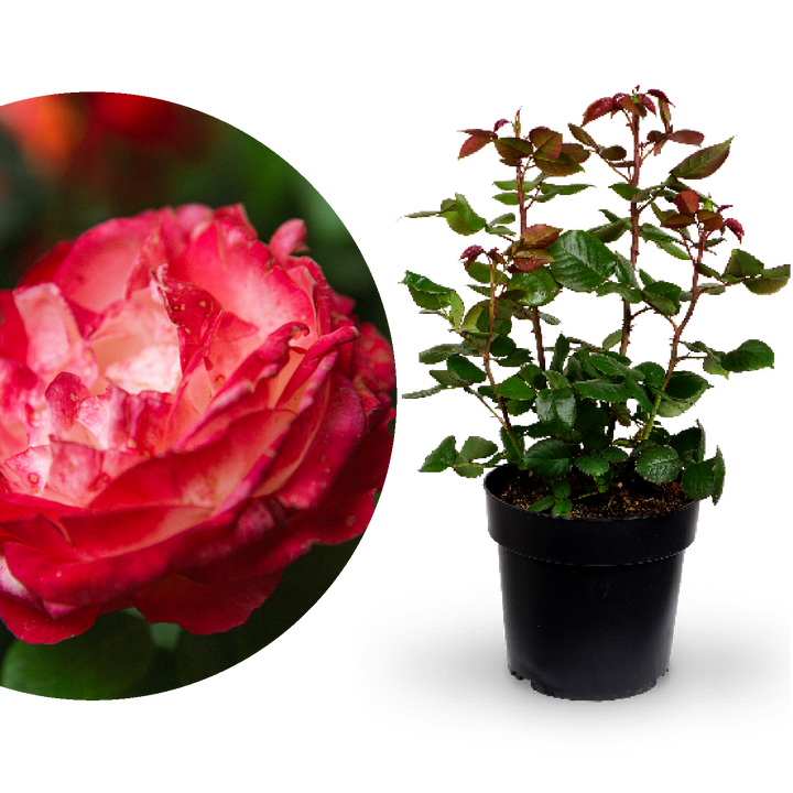 Edelrose 'Nostalgie'®