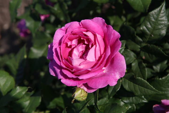 Edelrose Parfuma® 'Carmen Würth' Pink-Violett