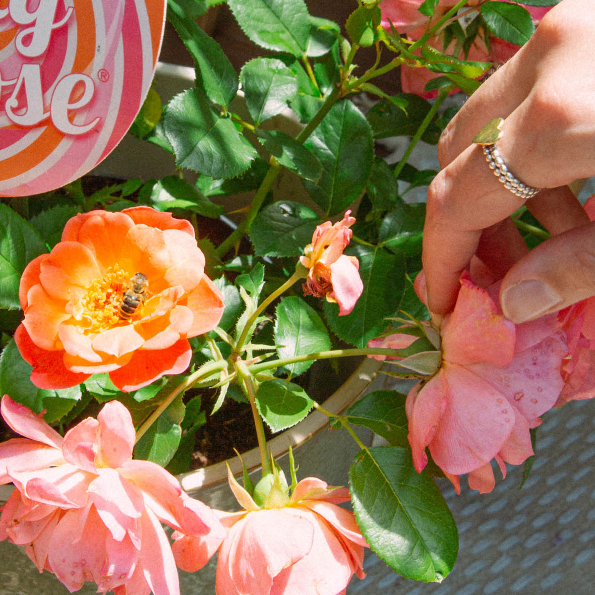 Blütenfarbe der Edelrose 'Sugar Candy Rose®'