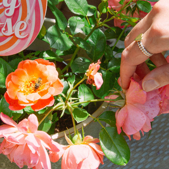 Blütenfarbe der Edelrose 'Sugar Candy Rose®'