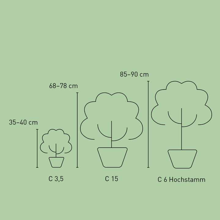 Größe der Edelrose 'Sugar Candy Rose®'