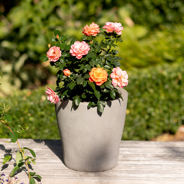 Edelrose 'Sugar Candy Rose®' im Topf
