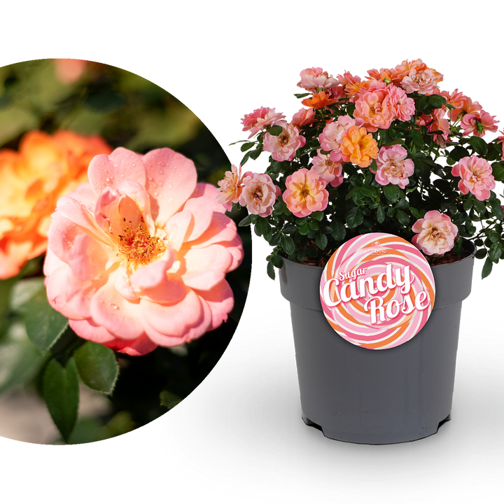 Edelrose 'Sugar Candy Rose®' Orange