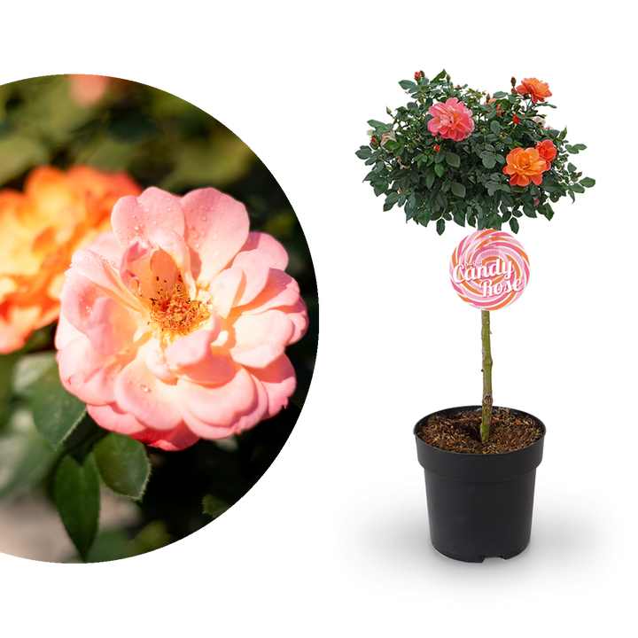 Edelrose 'Sugar Candy Rose®' als Stämmchen