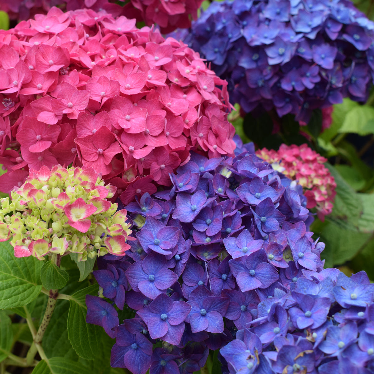 Blüte der Hortensie Endless Summer® 'Summer Love' Lila