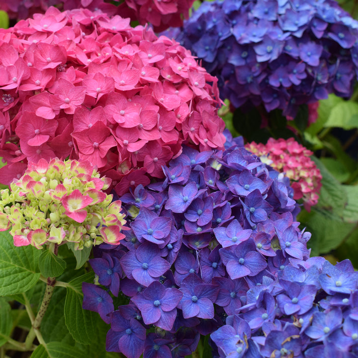 Blüte der Hortensie Endless Summer® 'Summer Love' Lila