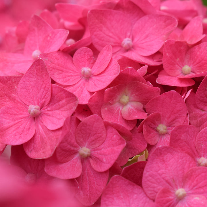 Blüte der Hortensie Endless Summer® 'Summer Love' Rot