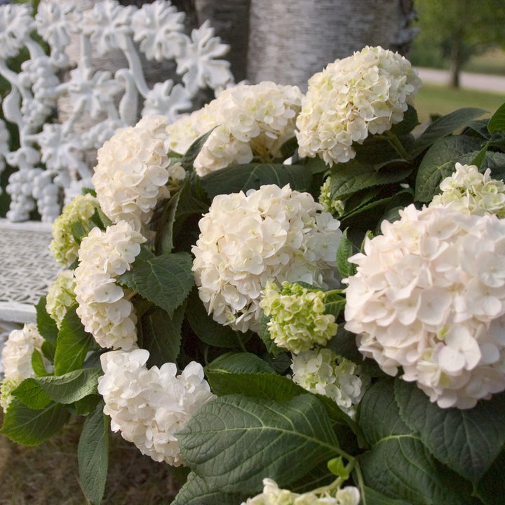 Blüte der Hortensie Endless Summer® 'The Bride'