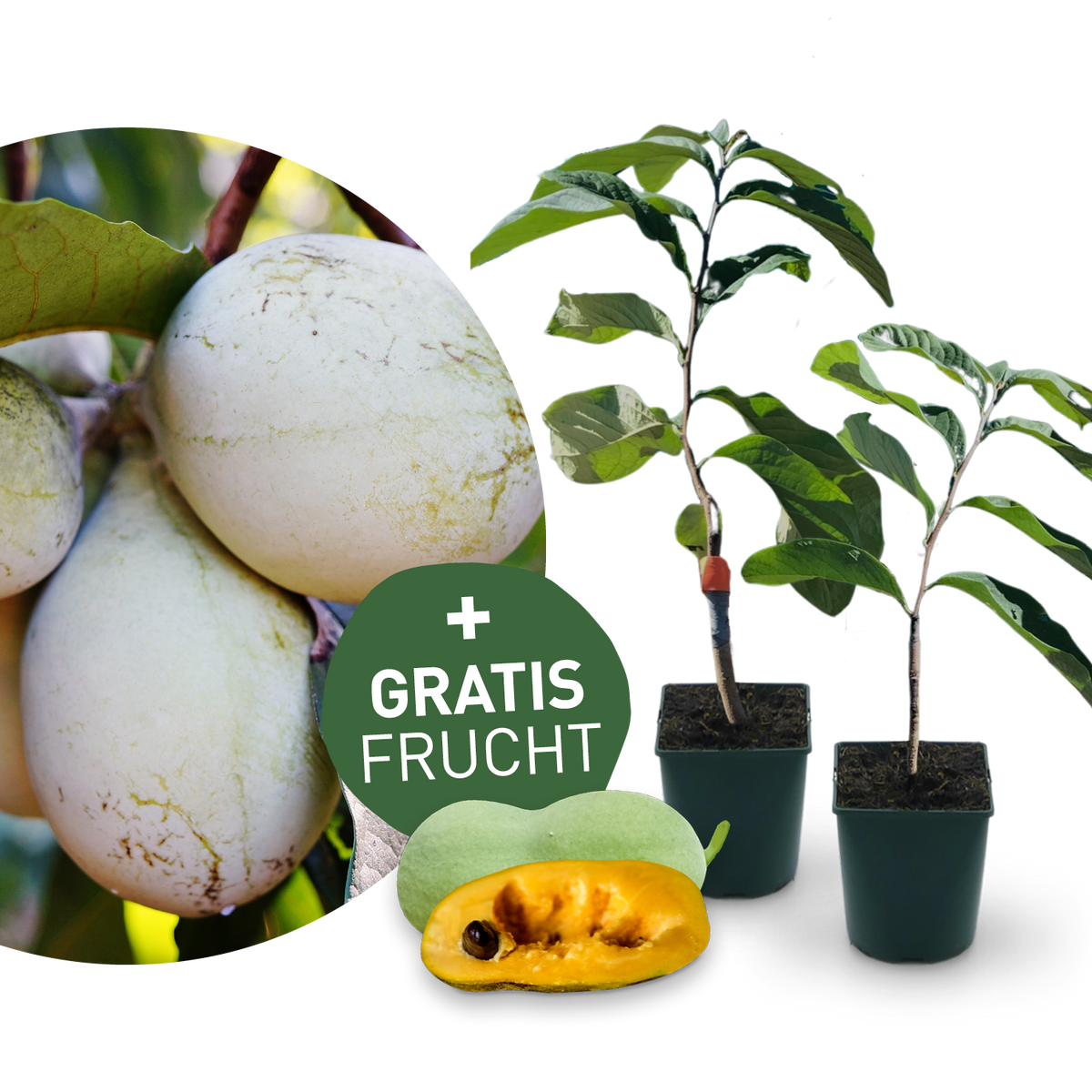 Entdecke mich: Indianerbanane Pawpaw