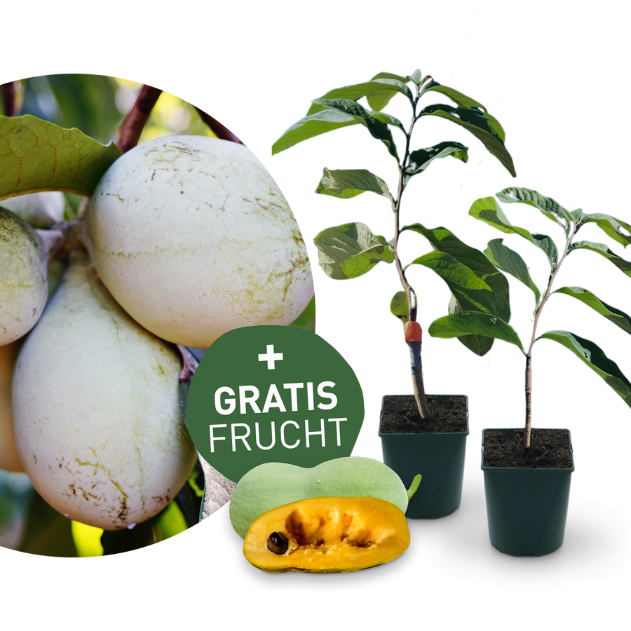 Entdecke mich: Indianerbanane Pawpaw