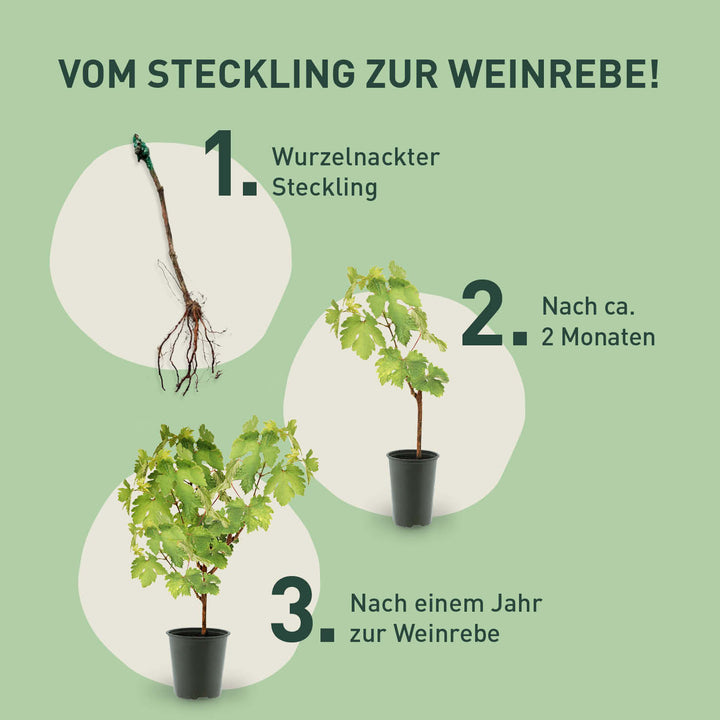 Entwicklung der Weinrebe 'Sangiovese'