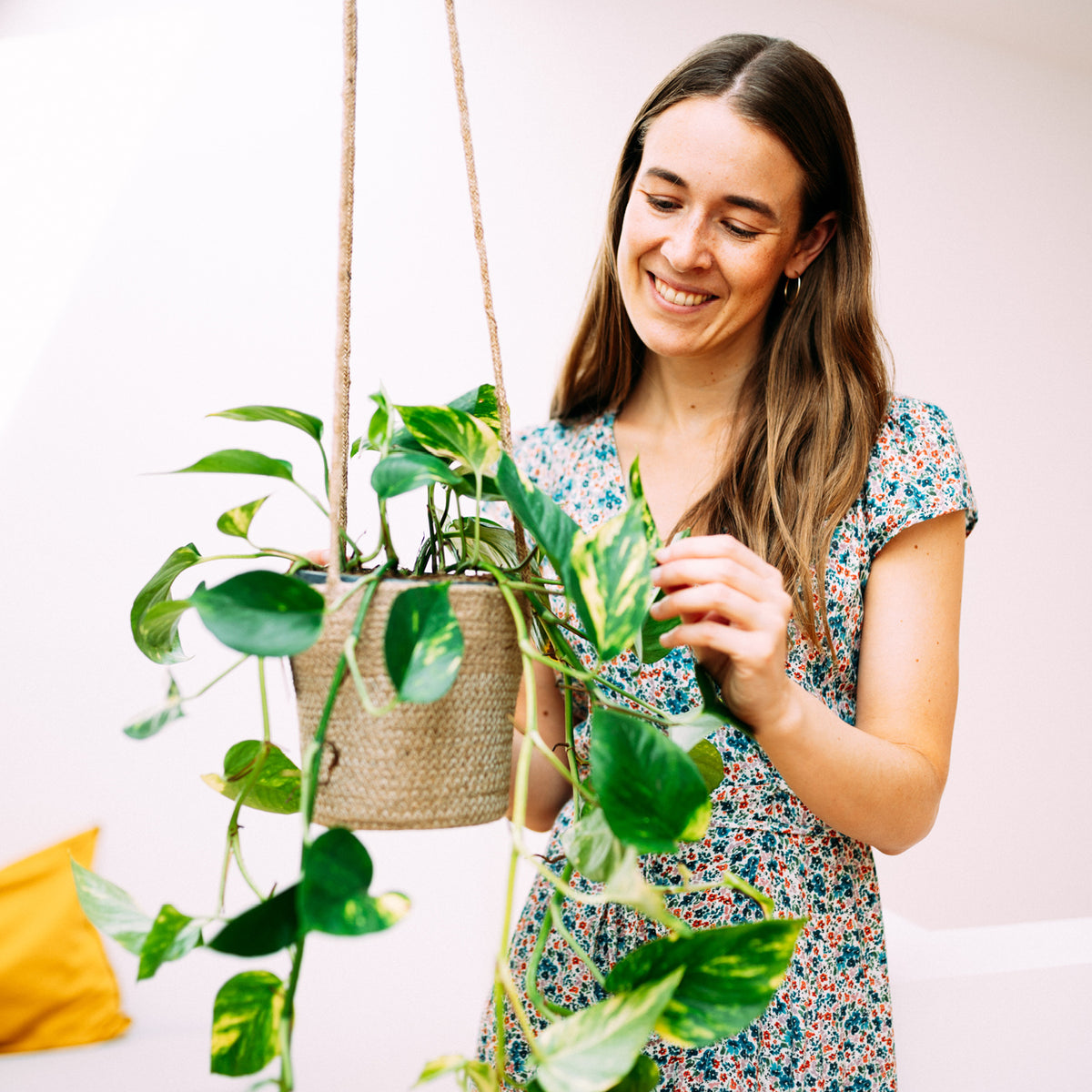 Epipremnum aureum als Zimmerpflanze