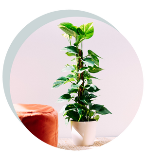 Epipremnum pinnatum am Moosstab