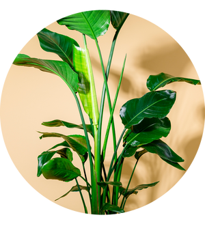 Senecio rowleyanus