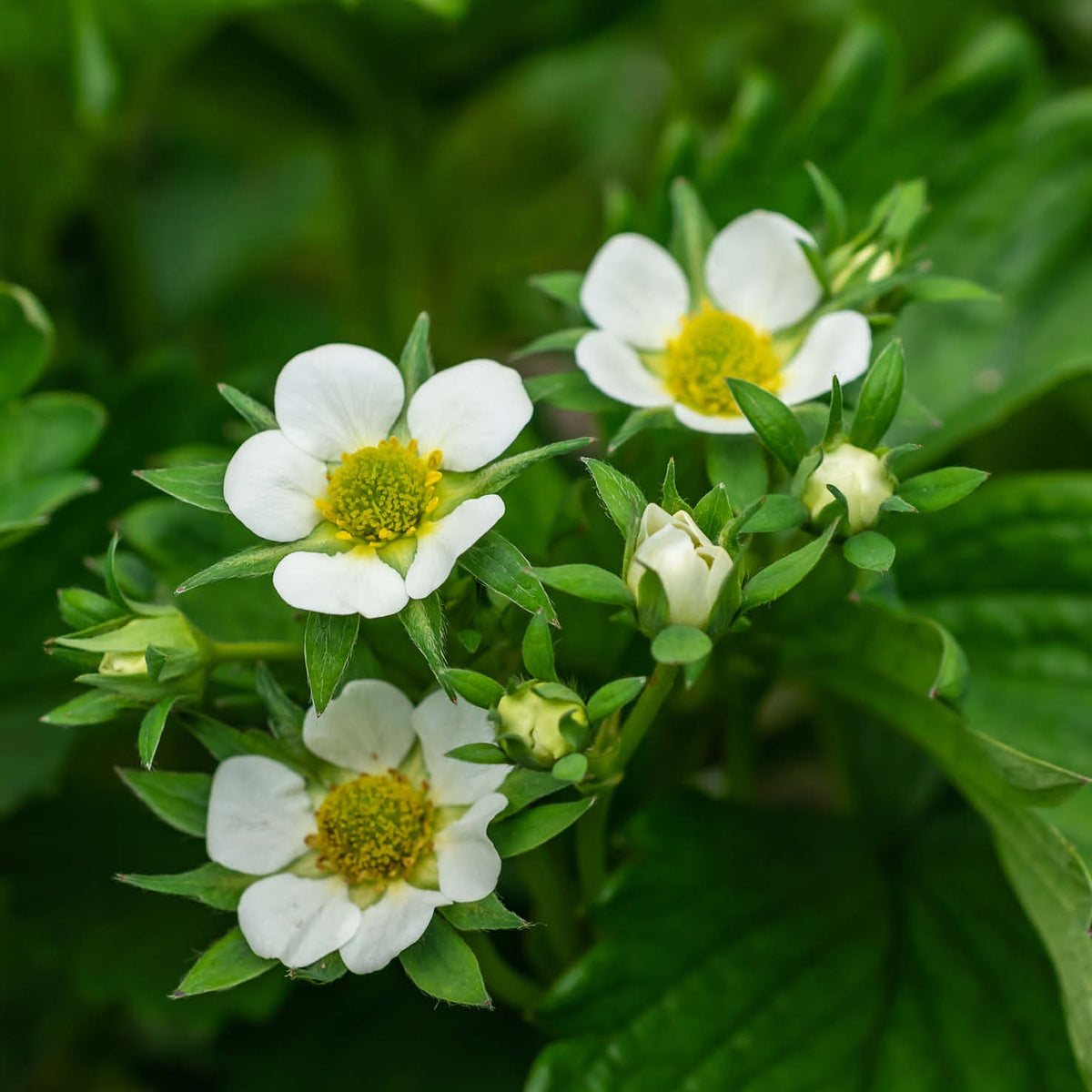 Blüte der Erdbeere 'Sweet Marathon'
