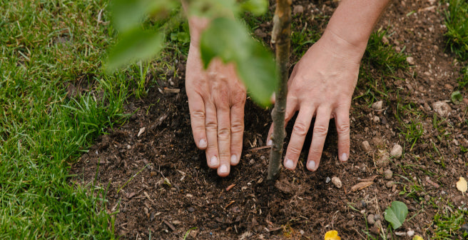 Torffreie Innovation