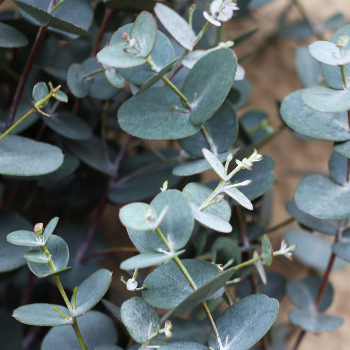 Blätter des Eucalyptus gunnii