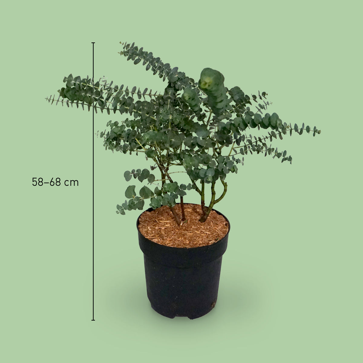 Größe des Eukalyptus 'Baby Blue'