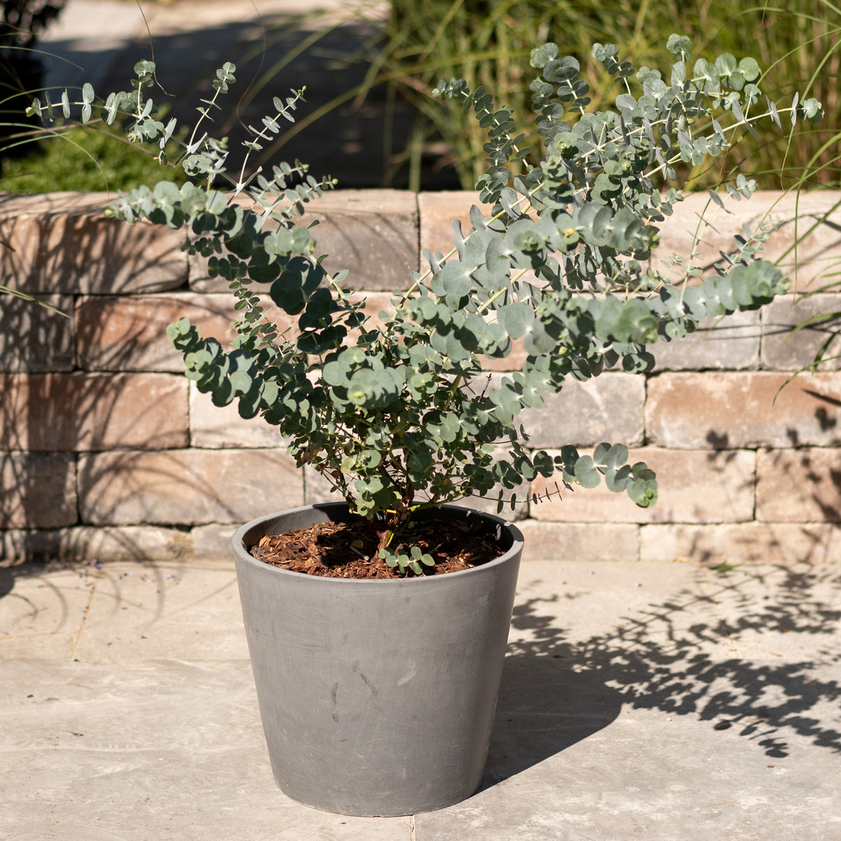 Eukalyptus 'Baby Blue' im Topf