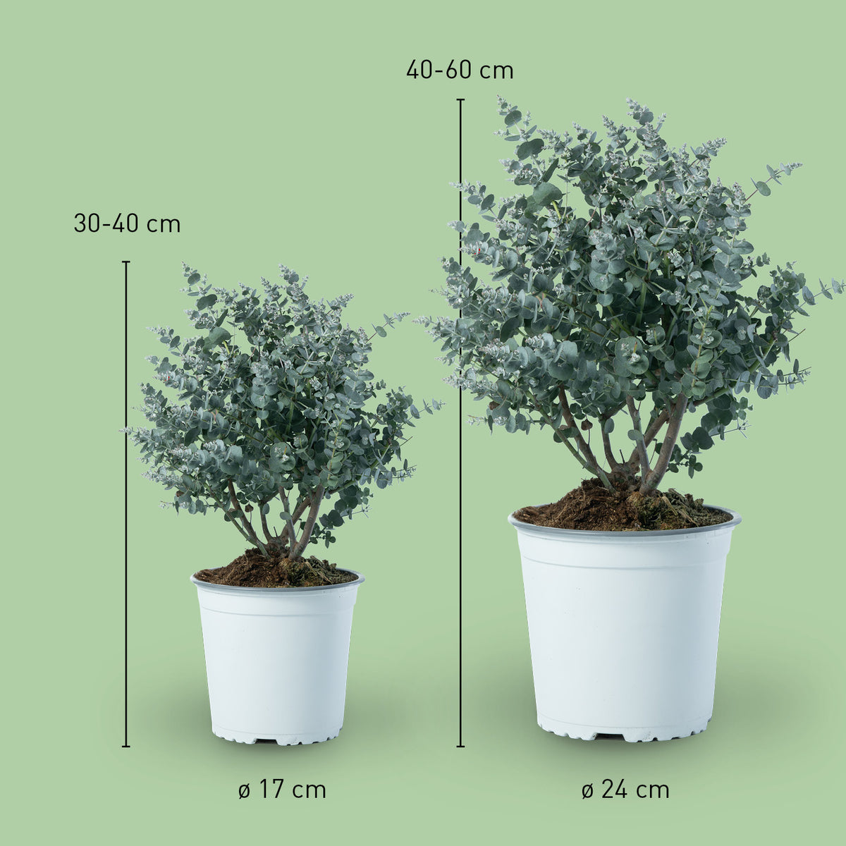 Größe des Eukalyptus