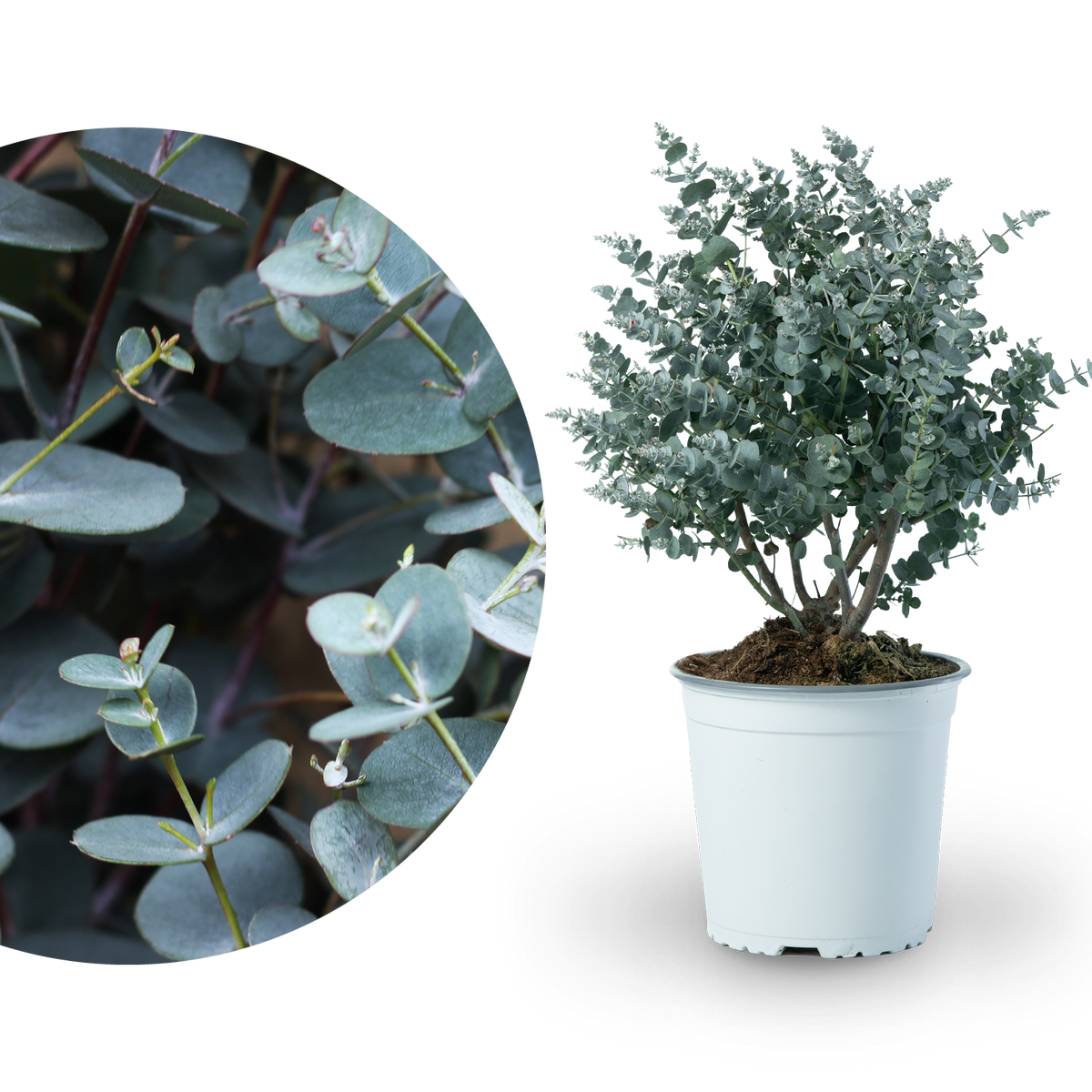 Eukalyptus