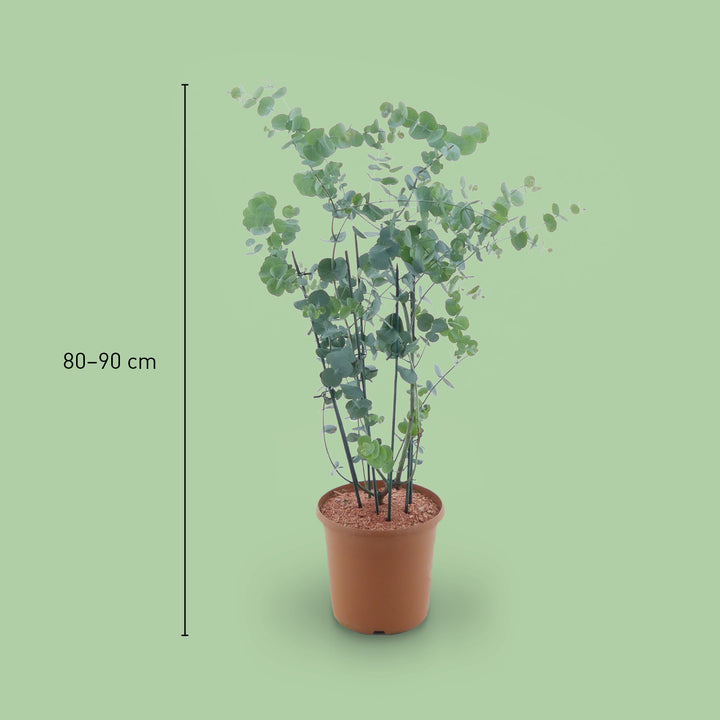 Größe des Eukalyptus 'Silver Dollar'