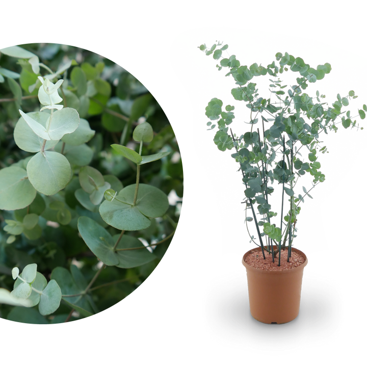 Eukalyptus 'Silver Dollar'