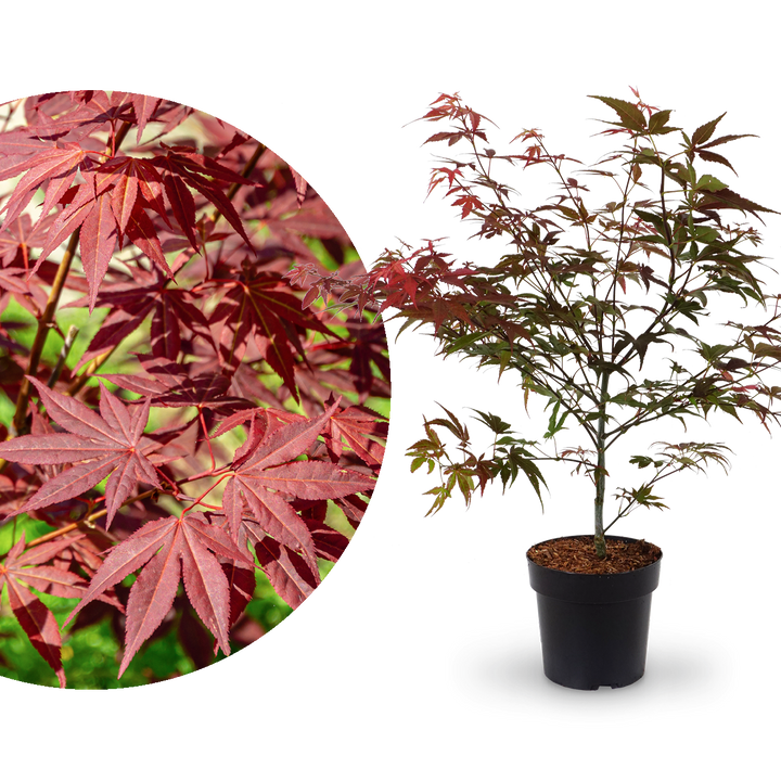 Fächer-Ahorn 'Atropurpureum'