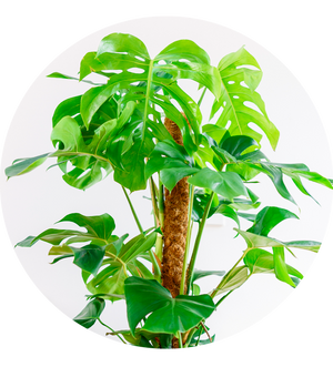 Monstera deliciosa XXL-Größe