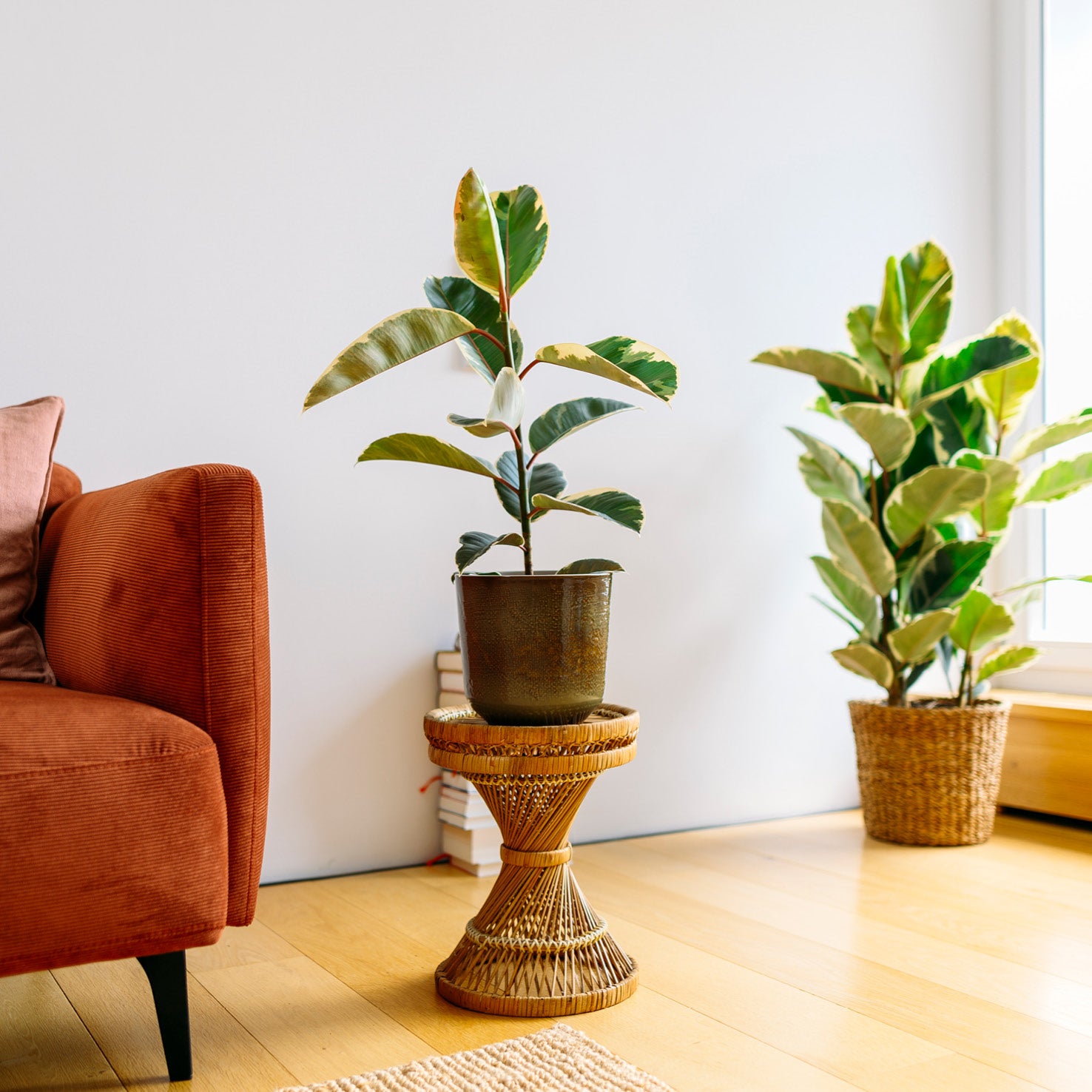 Ficus elastica 'Tineke' im Wohnzimmer