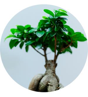 Ficus microcarpa 'Ginseng'