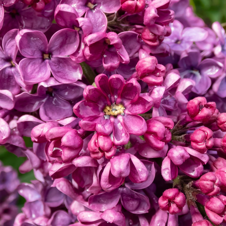 Blüten des Flieders 'Andenken an Ludwig Späth' 