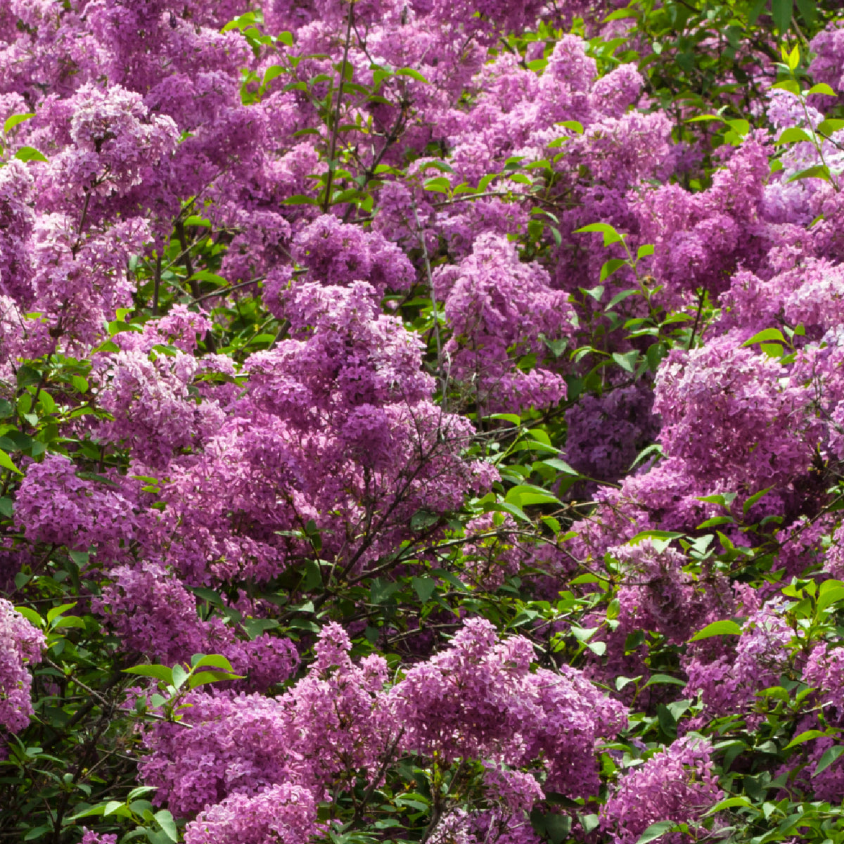 Flieder 'Redwine' im Garten