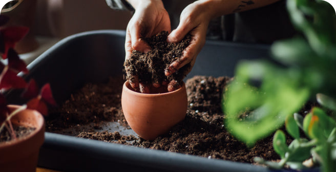 Mit lebenden Mikroorganismen