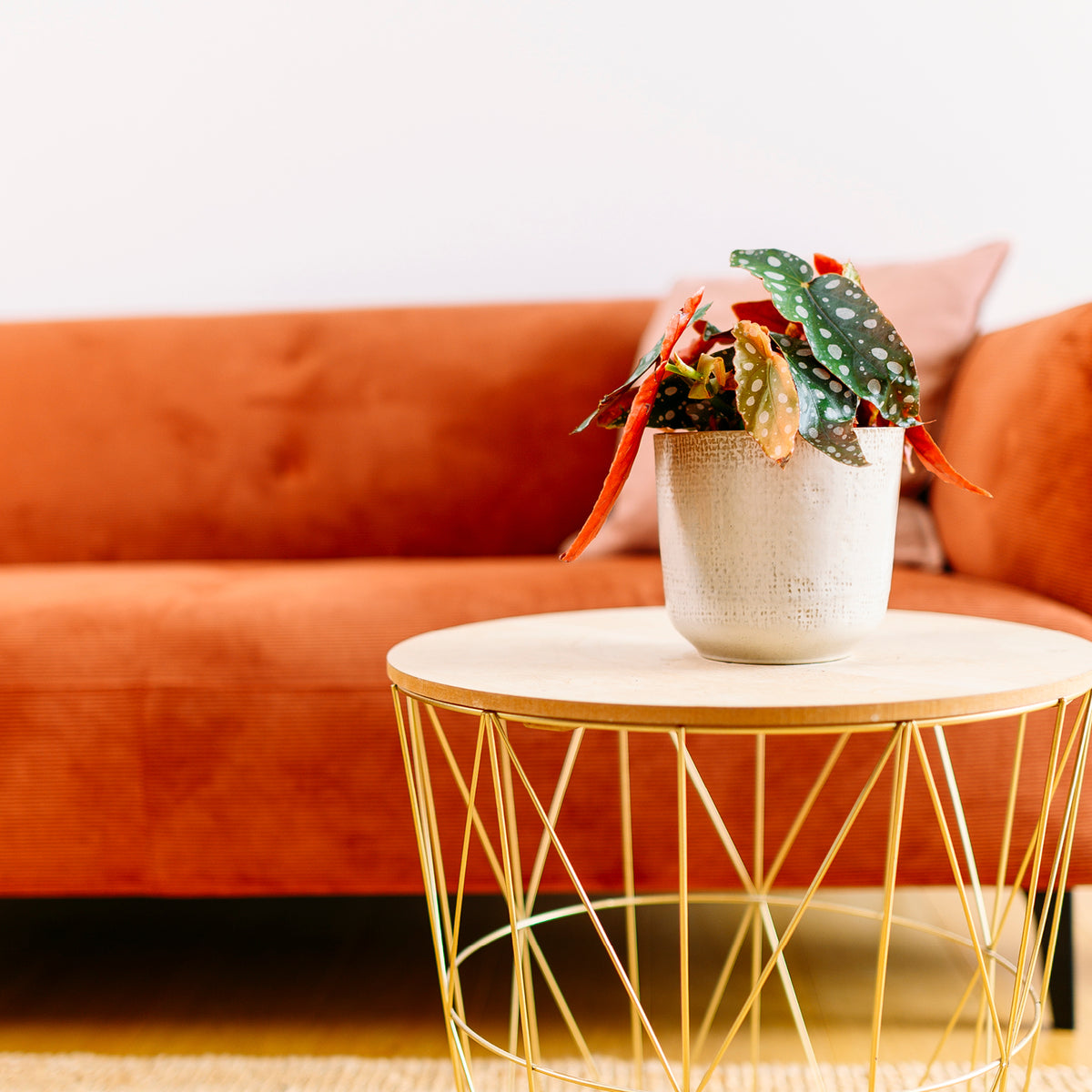 Forellenbegonie im Wohnzimmer