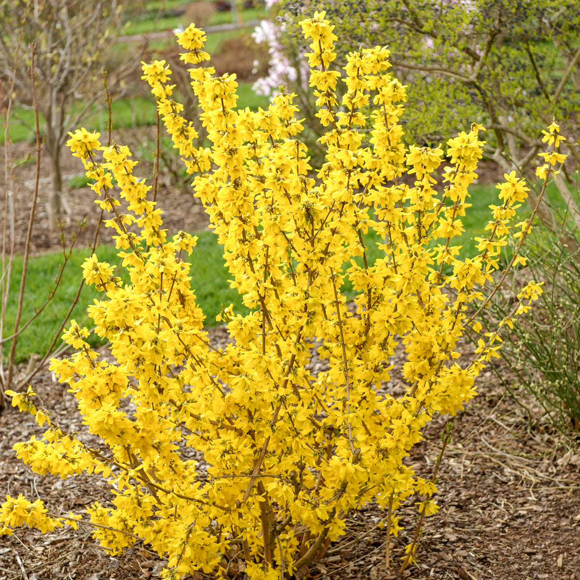 Forsythie 'Goldrausch' im Garten