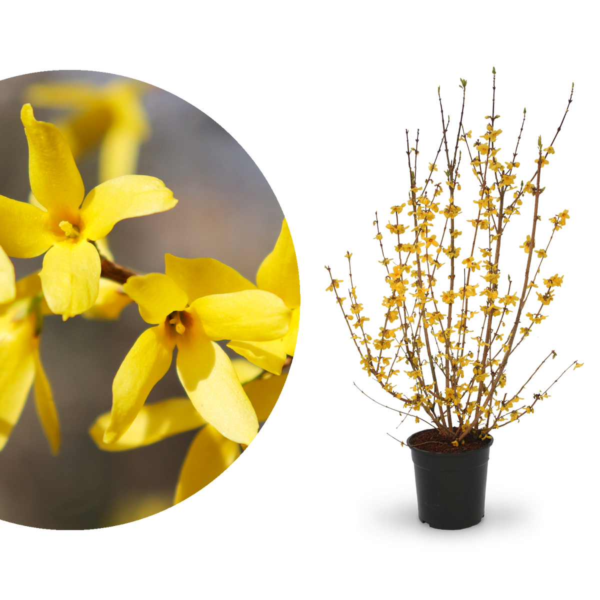 Forsythie 'Goldrausch'
