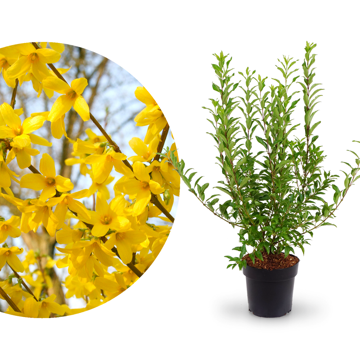 Forsythie 'Week End'®