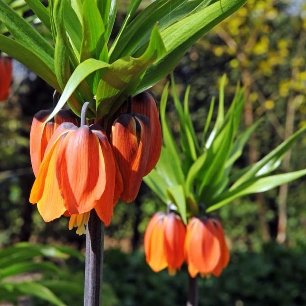 Fritillaria imperialis